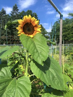 A good day to be a yellow garden flower_ Sunflower Small