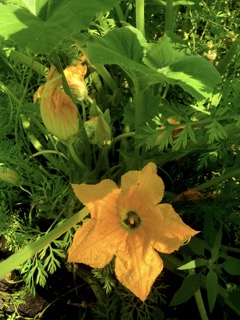 A good day to be a yellow garden flower_ Zucchini Small