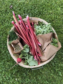 A harvest basked of radishes, rhubard, chamomile, oregano and dill Small