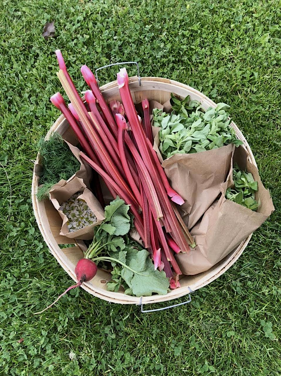 A harvest basked of radishes, rhubard, chamomile, oregano and dill