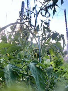 Beautiful shot of tomato in its garden habitat Small