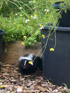 Cute baby skunk sleepy but inquisitive beside the fresh cute oregano and chamomile Small