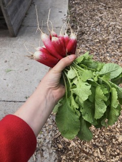 French Breakfast Radishes Small