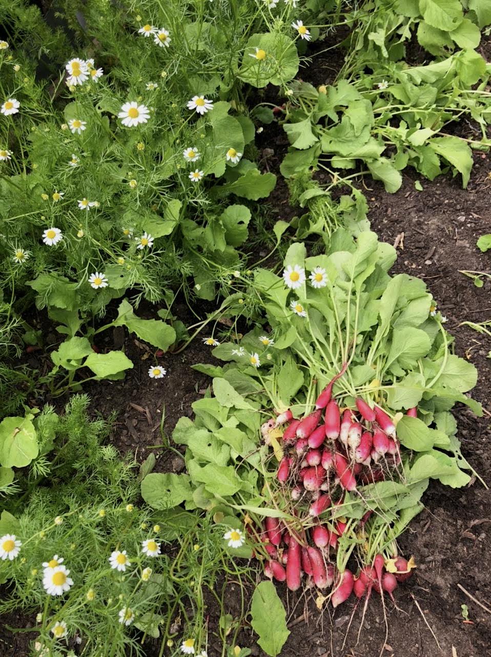 French breakfast radishes and chamomile