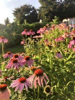 Path to the garden full of native pollinator plant Purple Cone Flower Small