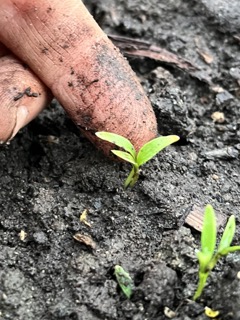 Pestering the Cilantro Baby Small