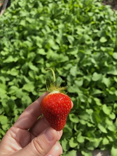 Strawberry in front of a field of radishes Small